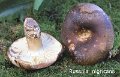 Russula nigricans-amf1712